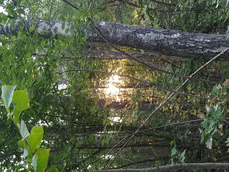 Low sun through the trees, on the way to class