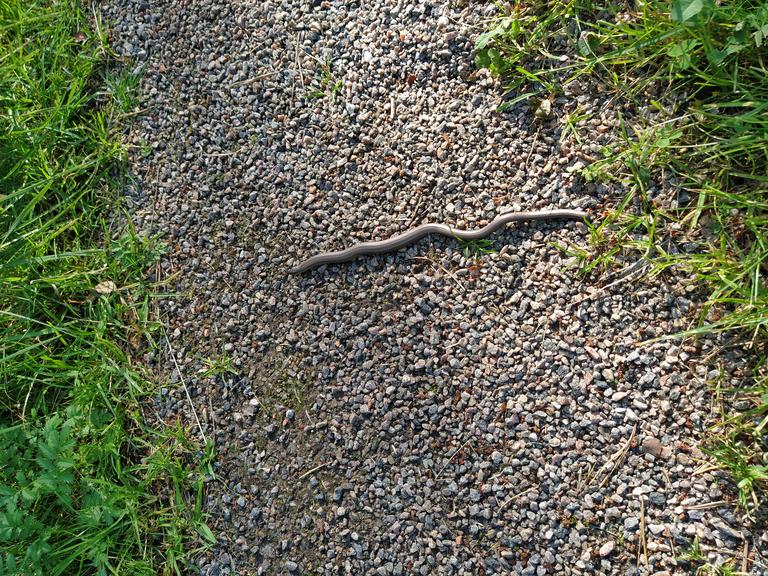 Slow worm