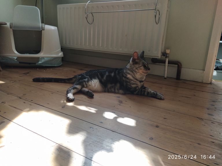litter tray